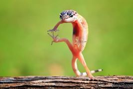 Natura